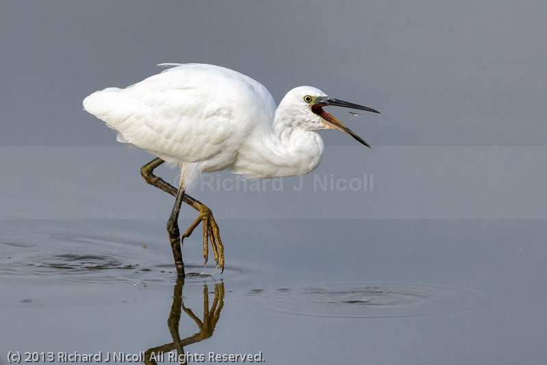 Little Egret (Egretta garzetta) eating Prawn - Little Egret (Egretta garzetta)