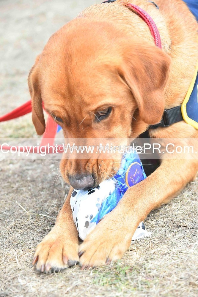 SH4_0304 - Dog show.