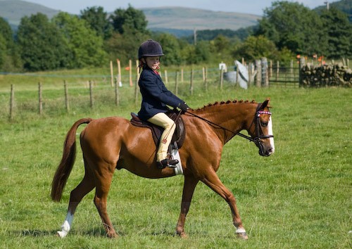 139 - Moniaive Horse Show 2008