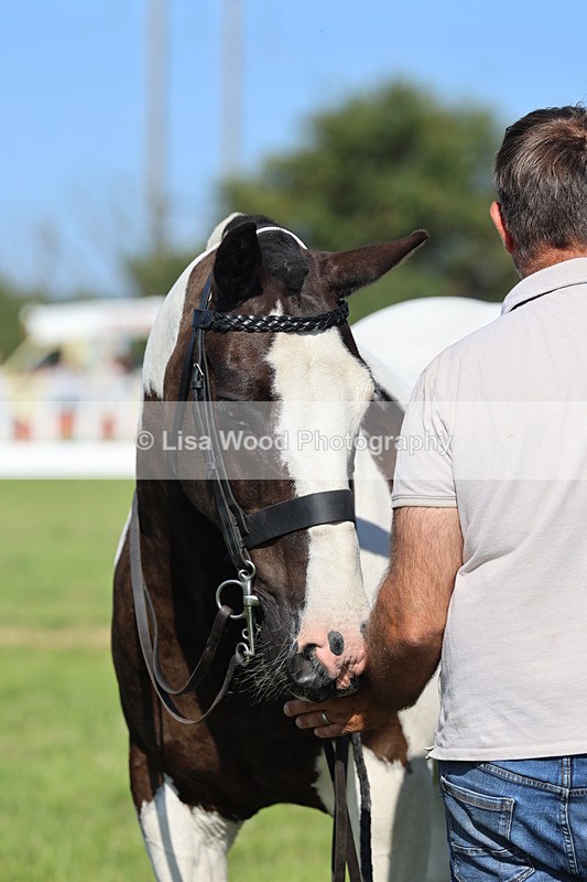 IMG_1571 - Class 30: Ridden Native/Trad Coloured Pony