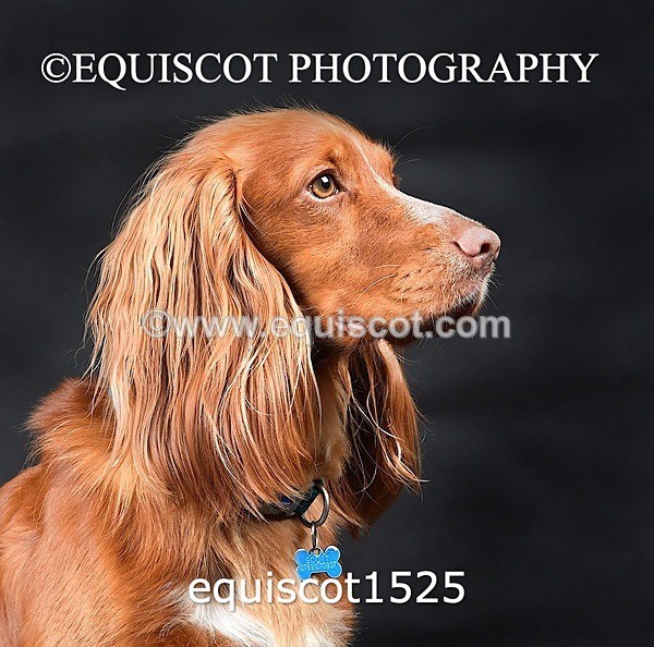 equiscot1525 - COOPER