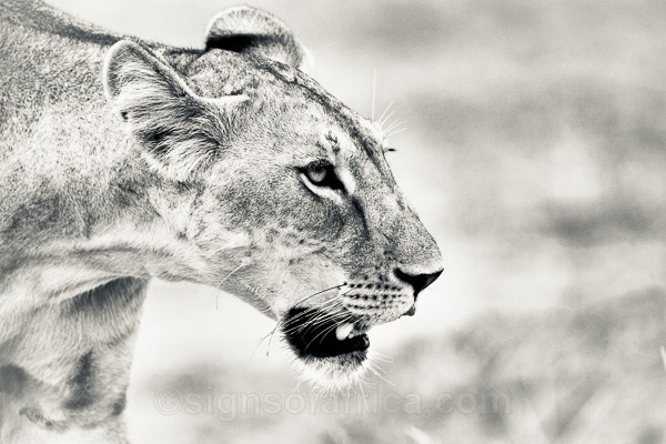 Kenya, Lioness