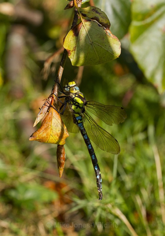 Southern Hawker Dragonfly, Cheshire - DRAGONFLY & DAMSELFLY GALLERY