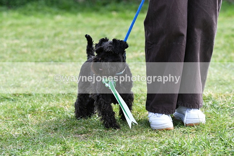 WJ5_0662 - Class 7 Best Terrier