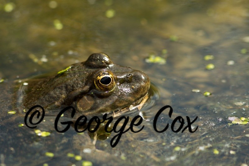 Marsh Frog - Pelophylax (formerly Rana) ridibunda - Amphibians