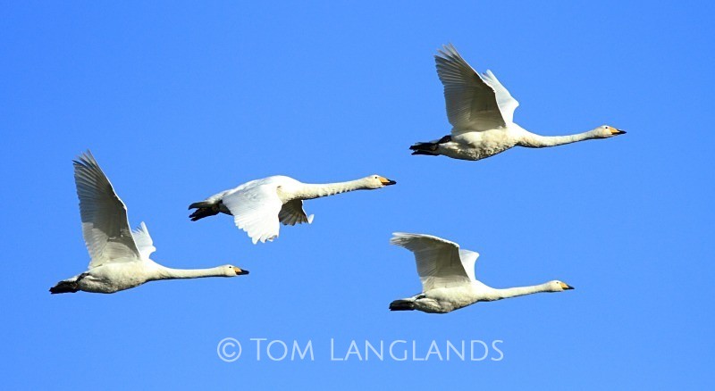 Whooper Swans - Swans and Geese