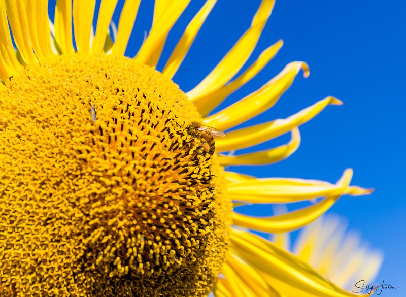 Sunflower and Bee 6