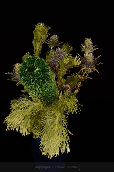  - STILL LIFE ORIGINS - 2011