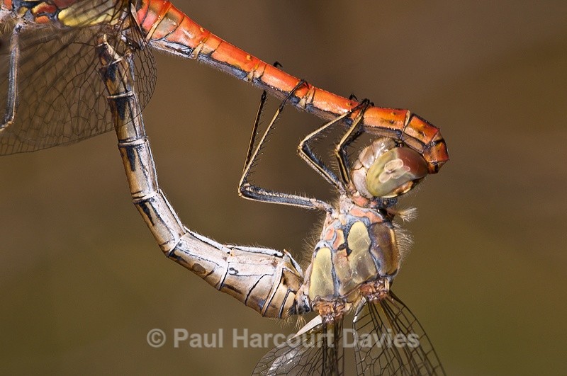  - Bugs: Macro insects