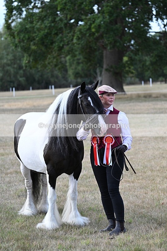 WJ7_8371 - In-hand Championship