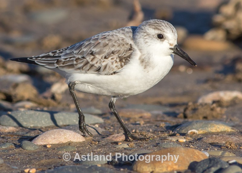 Astland Photography, Bird and Wildlife Images, Susan and Peter Wilson, U.K.