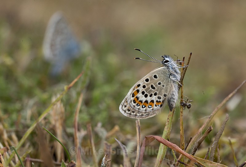 Silver studded blue female emerging - New Butterflies from Prees Heath (Silver Studded Blue )
