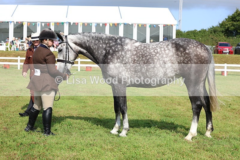 3E7A9081 - Class 3: Rising Star S/L Hunter