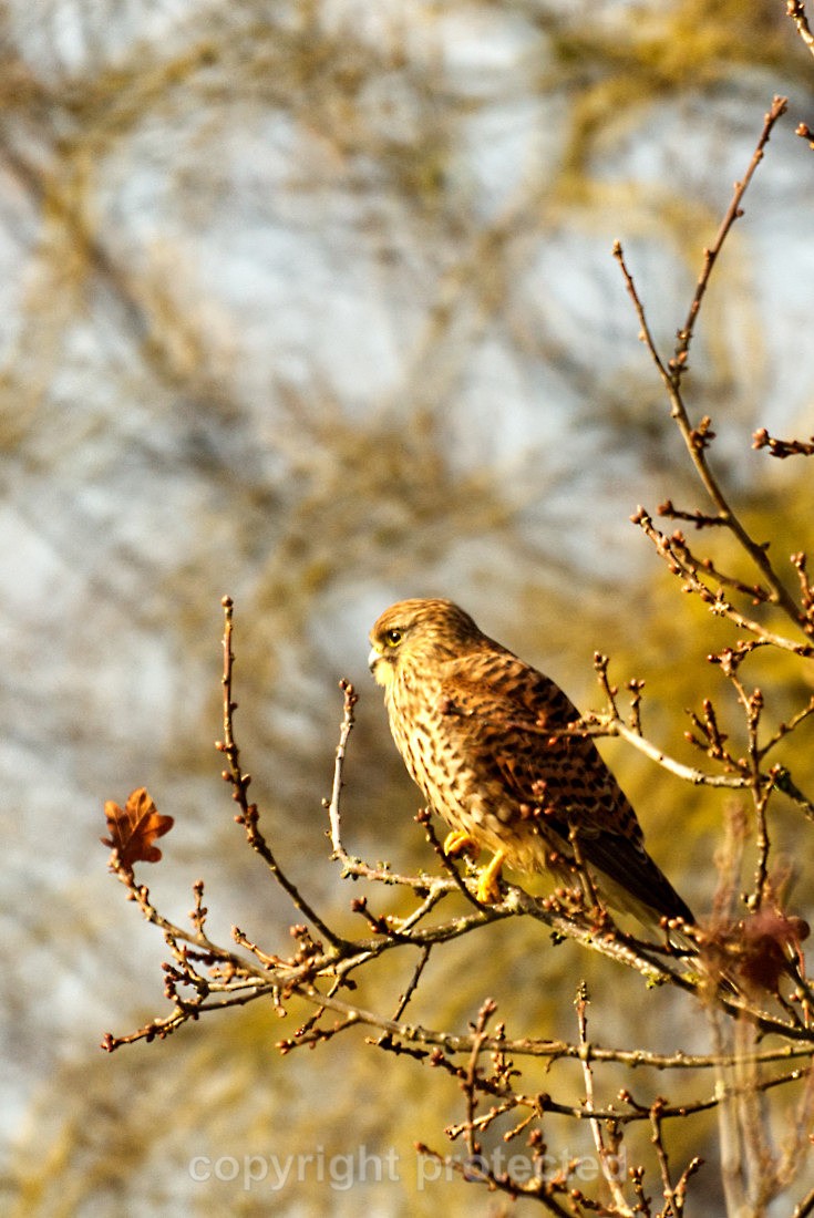 Kestrel - Martlesham Wilds - Suffolk - Birds