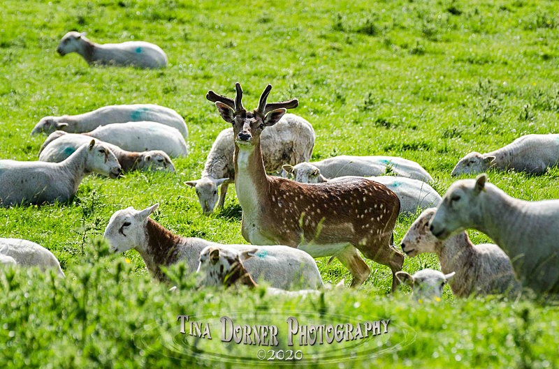 Fallow deer in the sheep