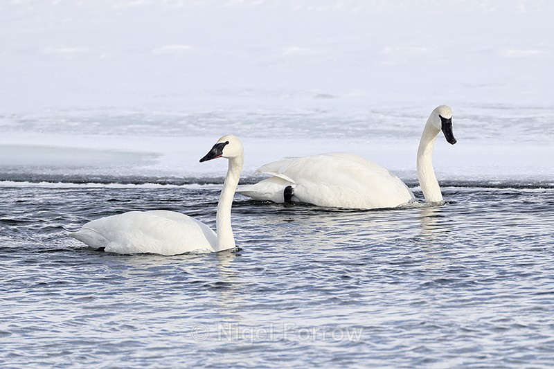 Two Trumpeter Swans, Yellowstone River, Wyoming, USA - Trumpeter Swan