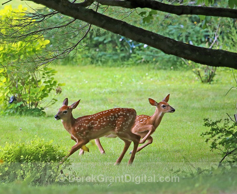 White-tailed Fawns at Play - Mammals, Reptiles & Amphibians