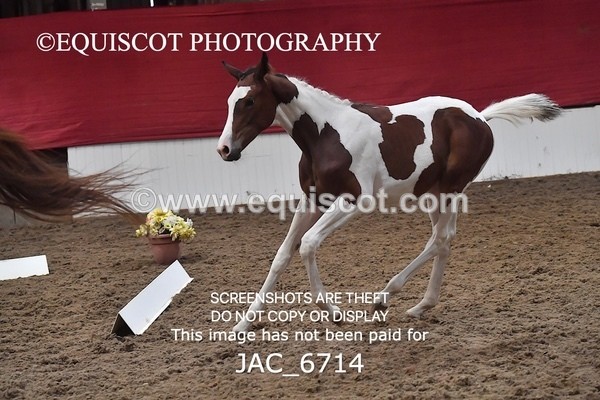 JAC_6714 - 15 Ziggy of Westoak