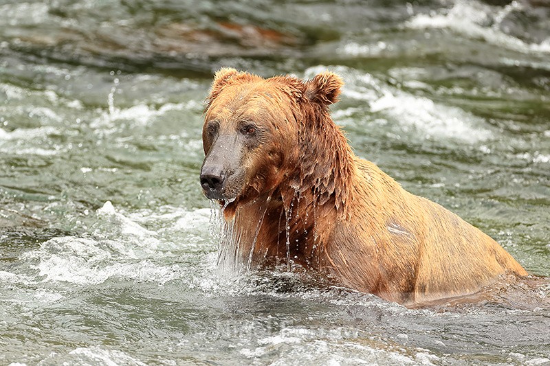 Brown Bear surfaces after snorkelling for salmon, Brooks Falls, Alaska - Brown Bear