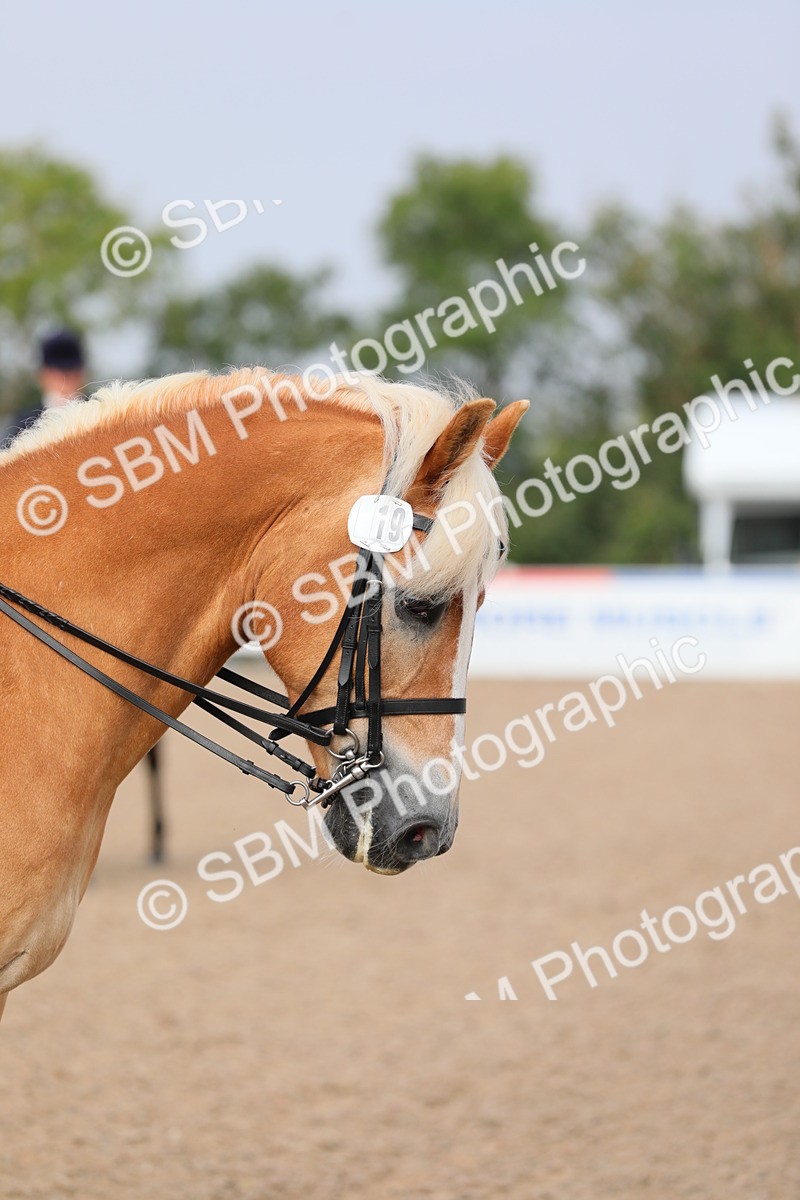 SBM_10692 - Class 303 Ridden Pure Bred Horse/Pony (excl M&M)