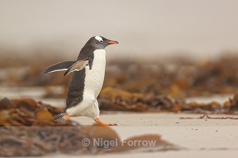 Gentoo Penguin moves through kelp on beach, Saunders Island - Gentoo Penguin