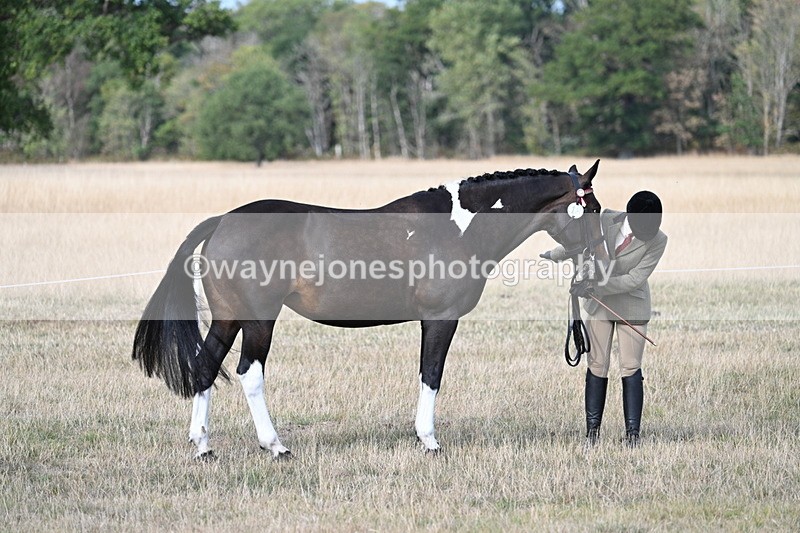 WJ7_8272 - In-hand Championship