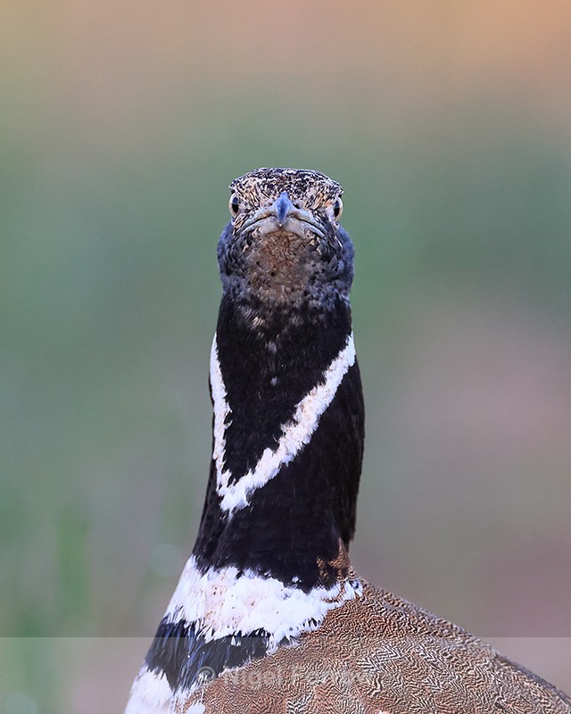 Little Bustard early morning close view, Montgai, Catalonia, Spain - Little Bustard