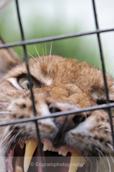 Bars needed - Animals (Fauna)