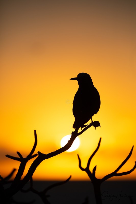 Noddy at Sunset