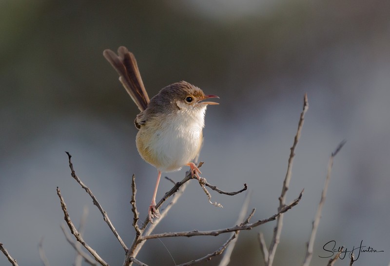 Red Wren Female 2