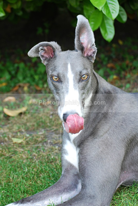  - Greyhounds