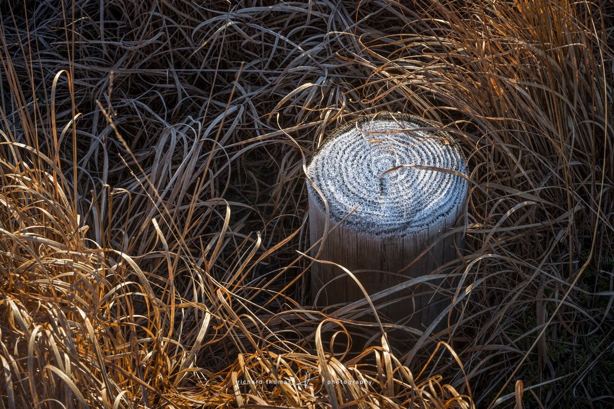 Frozen post - WINTER