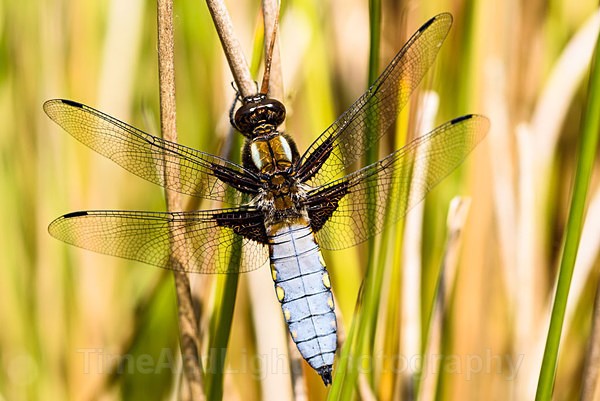 Male Broad-bodied chaser - Dragonflies & Damselflies