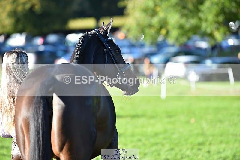 231022-102444-22459 - 435-TIMASSINI-Lana.Bennett-TrotUp+SJ