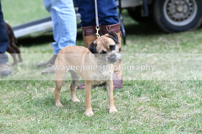 WJ5_0504 - Class 7 Best Terrier