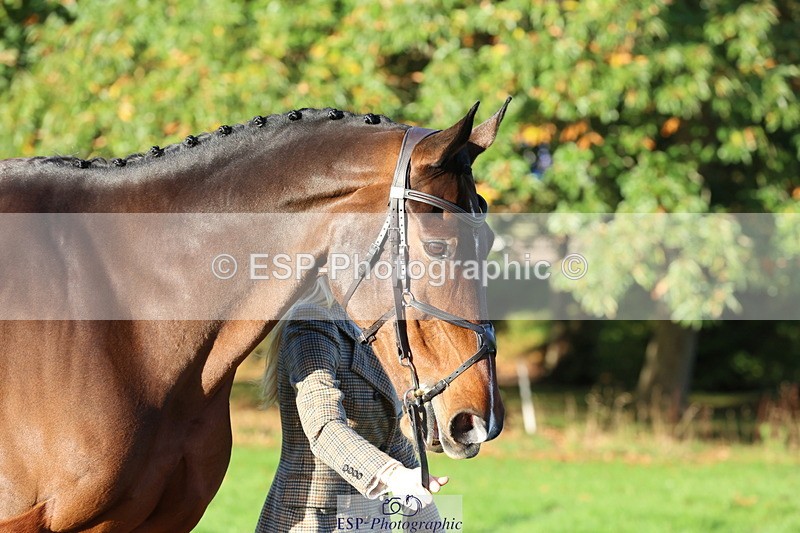 251026A-093754-22382 - E-398-Fenella.Redvers