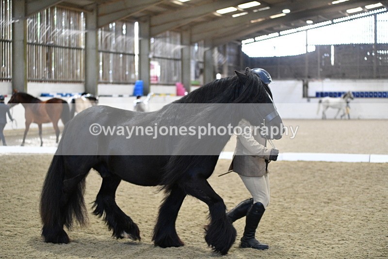 WJ5_4265 - Class 6 In hand M&M - Large Breeds