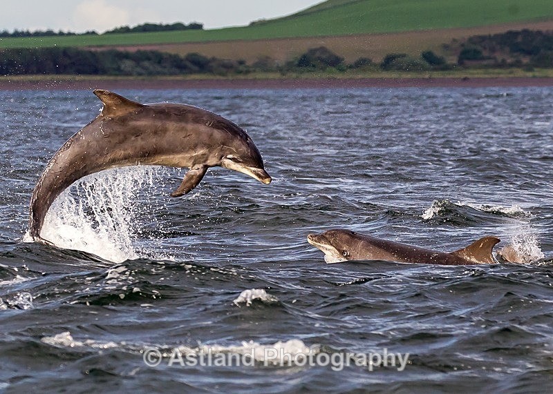 Astland Photography, Bird and Wildlife Images, Susan and Peter Wilson, U.K.