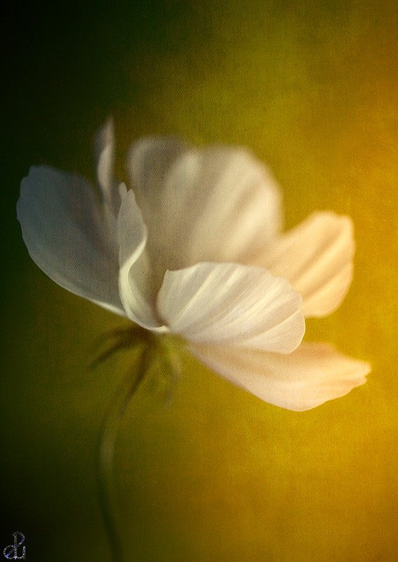 Flower photography by Diana Uzun
