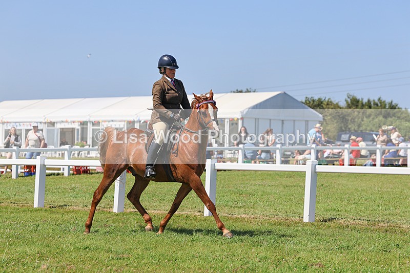 IMG_2211 - Class 37: Pure, Anglo & Part Bred Ridden Arab