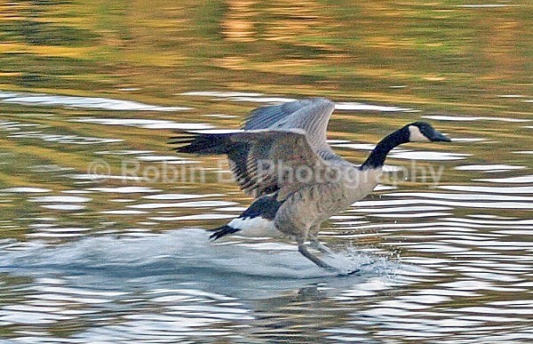  - animals and wildlife