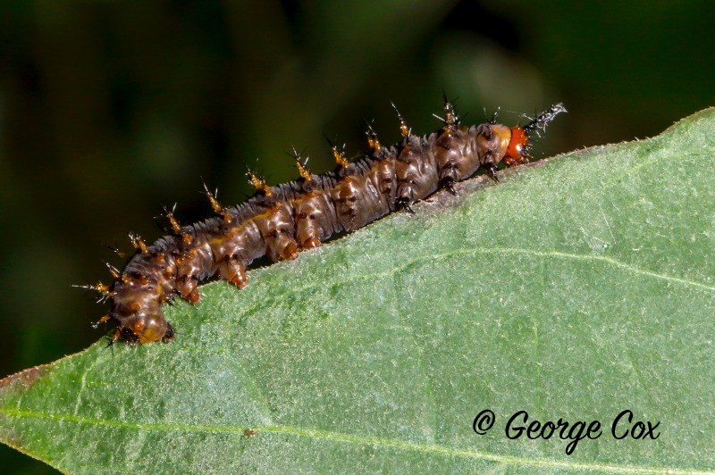 Caterpillar