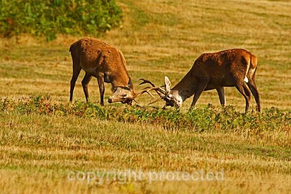  - Bradgate Park
