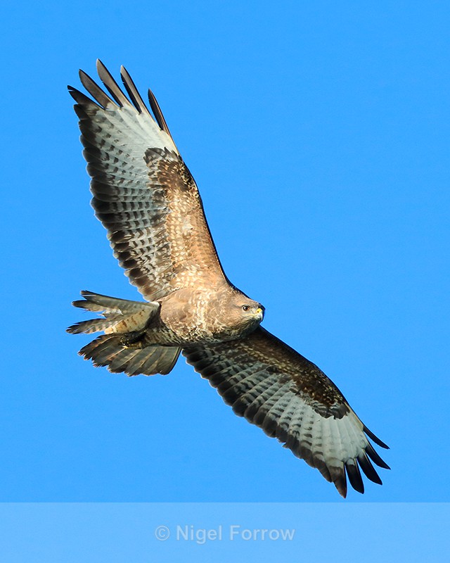 Buzzard in flight near Brownsea Island, Poole Harbour - Buzzard