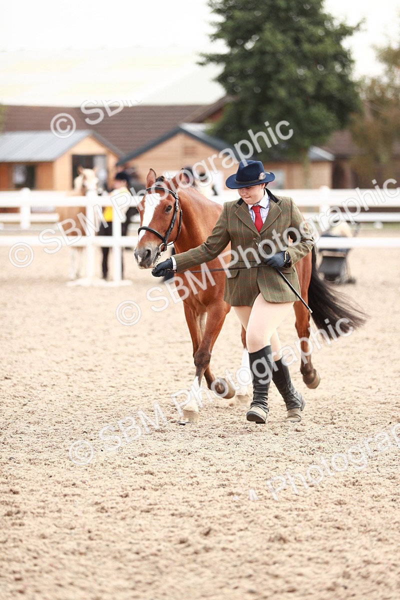 SBM_11908 - Class 206 IH Non Show Type Pony