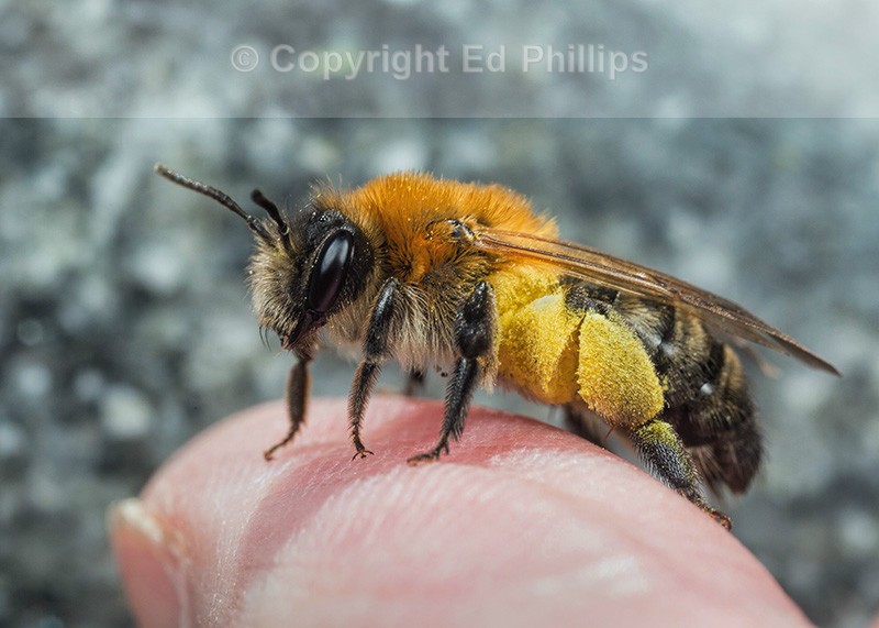 Andrena nitida (f)