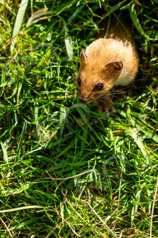 stoat Mustela erminea-1087 - UK Wildlife