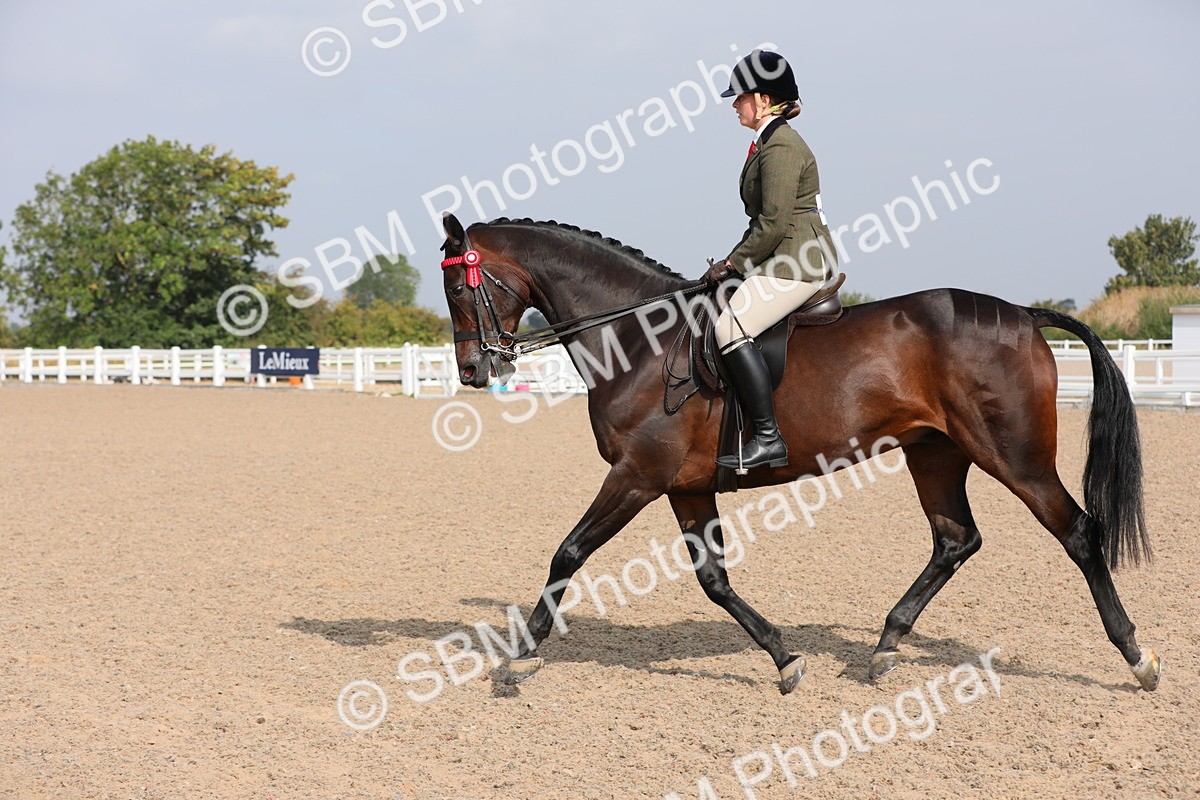 SBM_11390 - Class 305 Ridden Foreign Breeds- Pure Bred