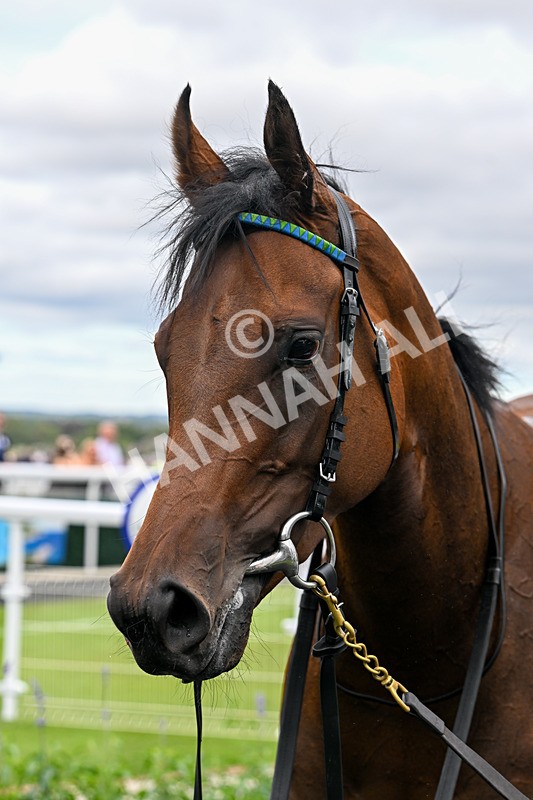 040726-Race 7-Zoulette-5825 - Race 7 17.40pm Happy Birthday Roy Archer Handicap