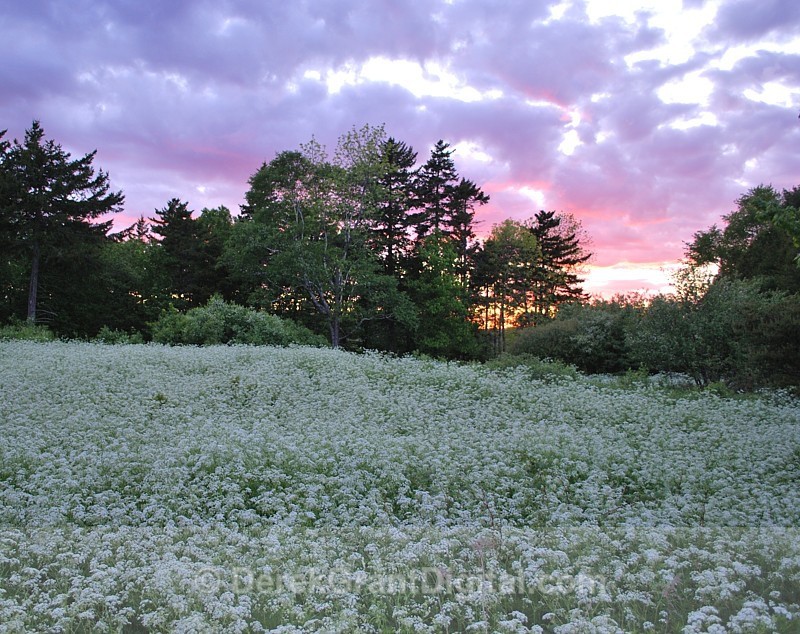 Queen Anne's Lace - Flora